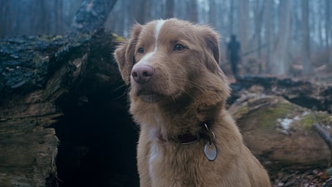 Good Boy Movie Review: Masterfully captures horror through a dog's eyes