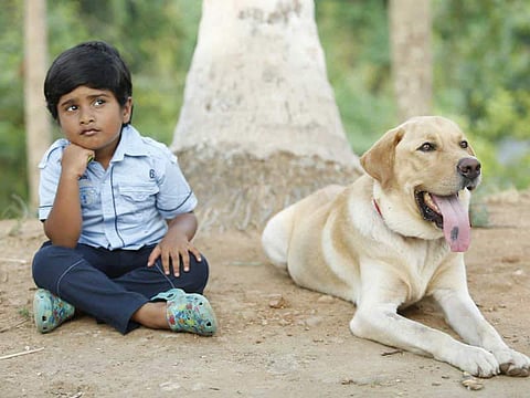 Bow Bow-director Pradeep Kilikar: The performance of the dogs was appreciated