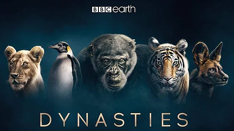 Dynasties puts a cinematic twist on the nature documentary