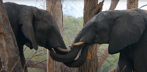 Disney’s documentary Elephant is a story worth watching
