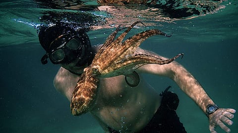 Home Theatre: My Octopus Teacher - Between man and mollusc