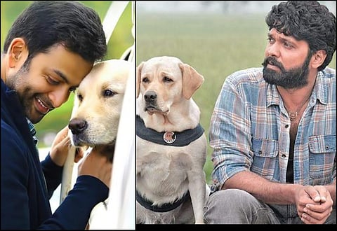Prithviraj to present Rakshit Shetty's 777 Charlie in Malayalam