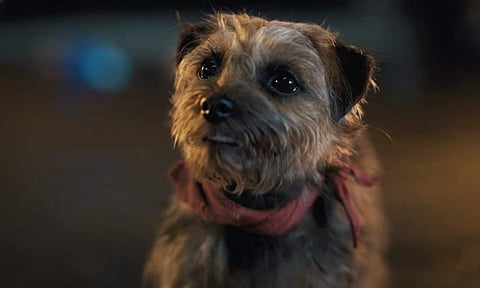 Release of Will Ferrell's Strays postponed