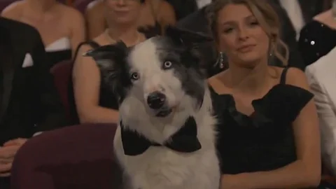 Oscars 2024: Anatomy of a Fall star Messi steals the show