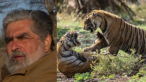Legendary Tigers of India documentary review: A tip-toe through a tiger reserve that serves as a clarion call against poaching