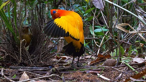 Home Theatre: Dancing with the Birds-Who's got the moves?