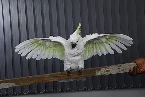 Cocktail, 'India's first film to star a cockatoo in the lead'