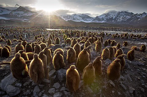Seven Worlds, One Planet Review: An awe-inspiring, cautionary wildlife documentary series