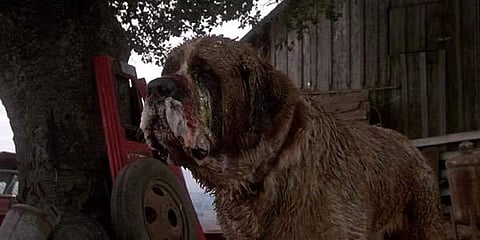 Rattlesakes to be a sequel to Cujo 