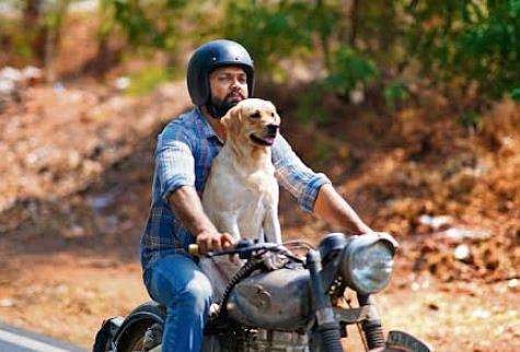 777 Charlie weekend box office collection: Rakshit Shetty’s film makes Rs 27 crore