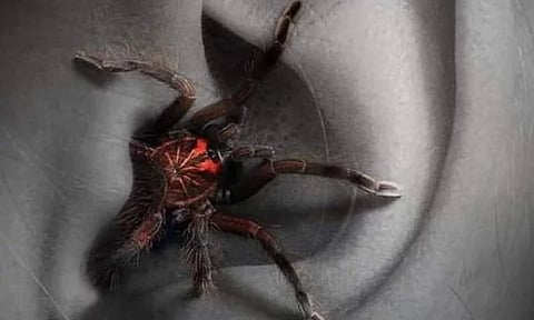 Happy Death Day director Christopher Landon’s next to be Arachnophobia remake