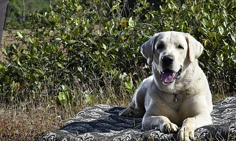 Dog takes the lead in Naanu Matthu Gunda 2